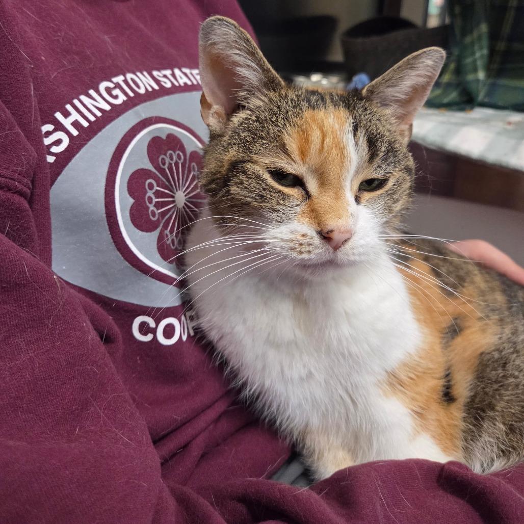 Enlarge Harmony, a Adoptable Domestic Short Hair in Nashville, IN image 5/6
