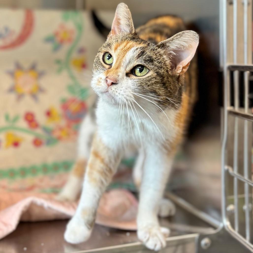 Harmony, a Adoptable Domestic Short Hair in Nashville, IN image 3/3