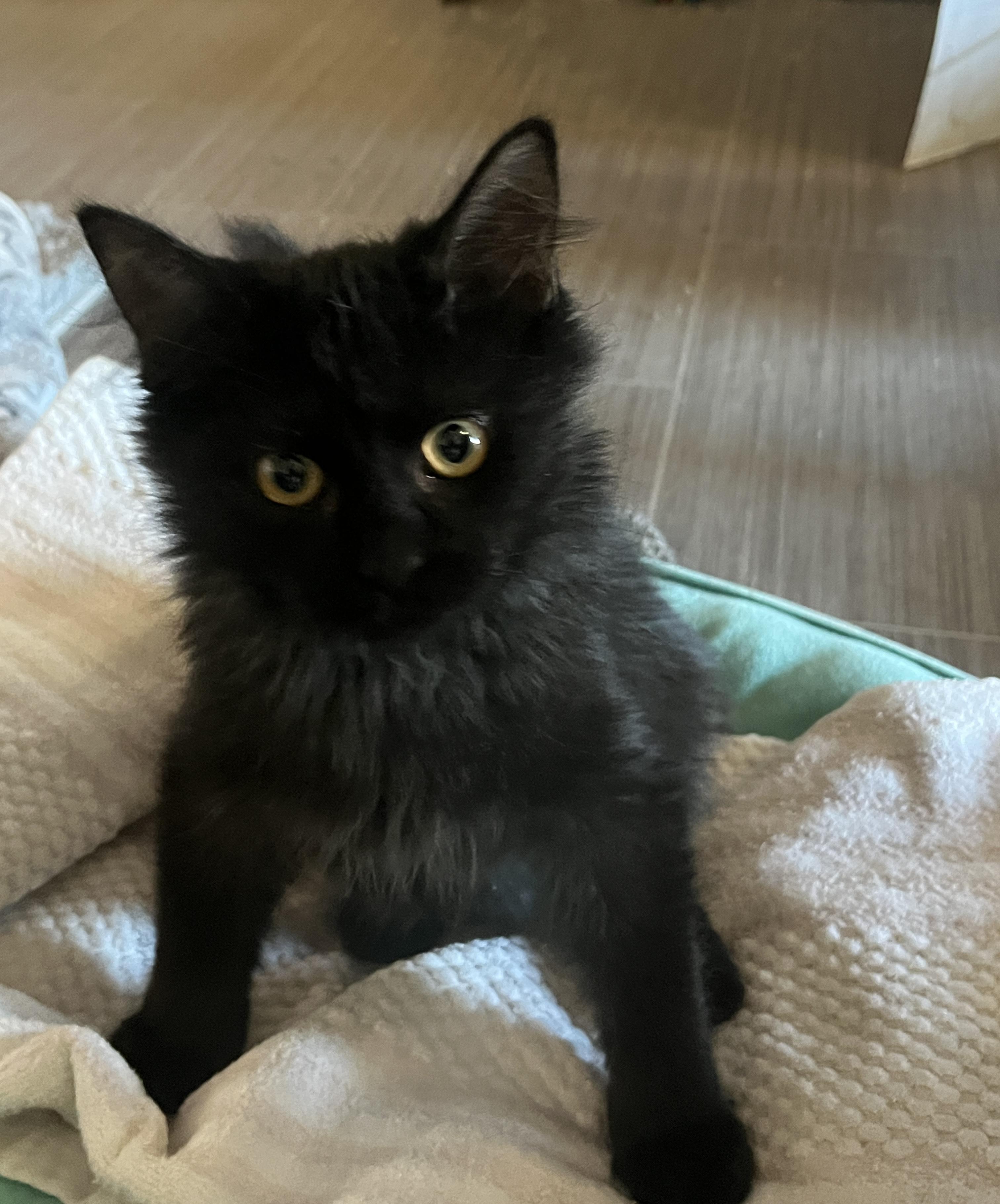 Enlarge Parker Tree, a ADOPTABLE mixed breed in Phoenix , AZ image 2/3