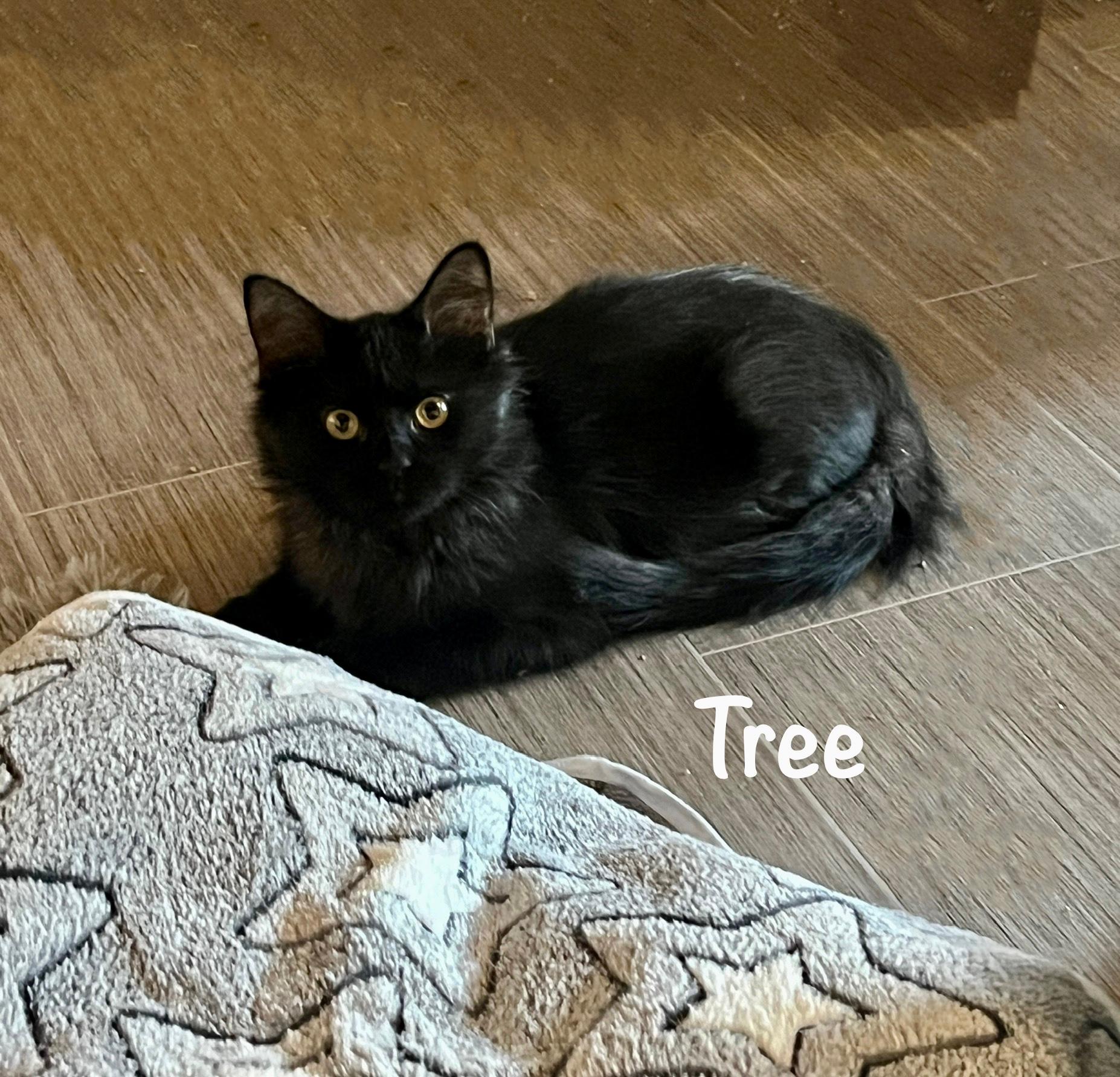 Enlarge Parker Tree, a ADOPTABLE mixed breed in Phoenix , AZ image 3/3