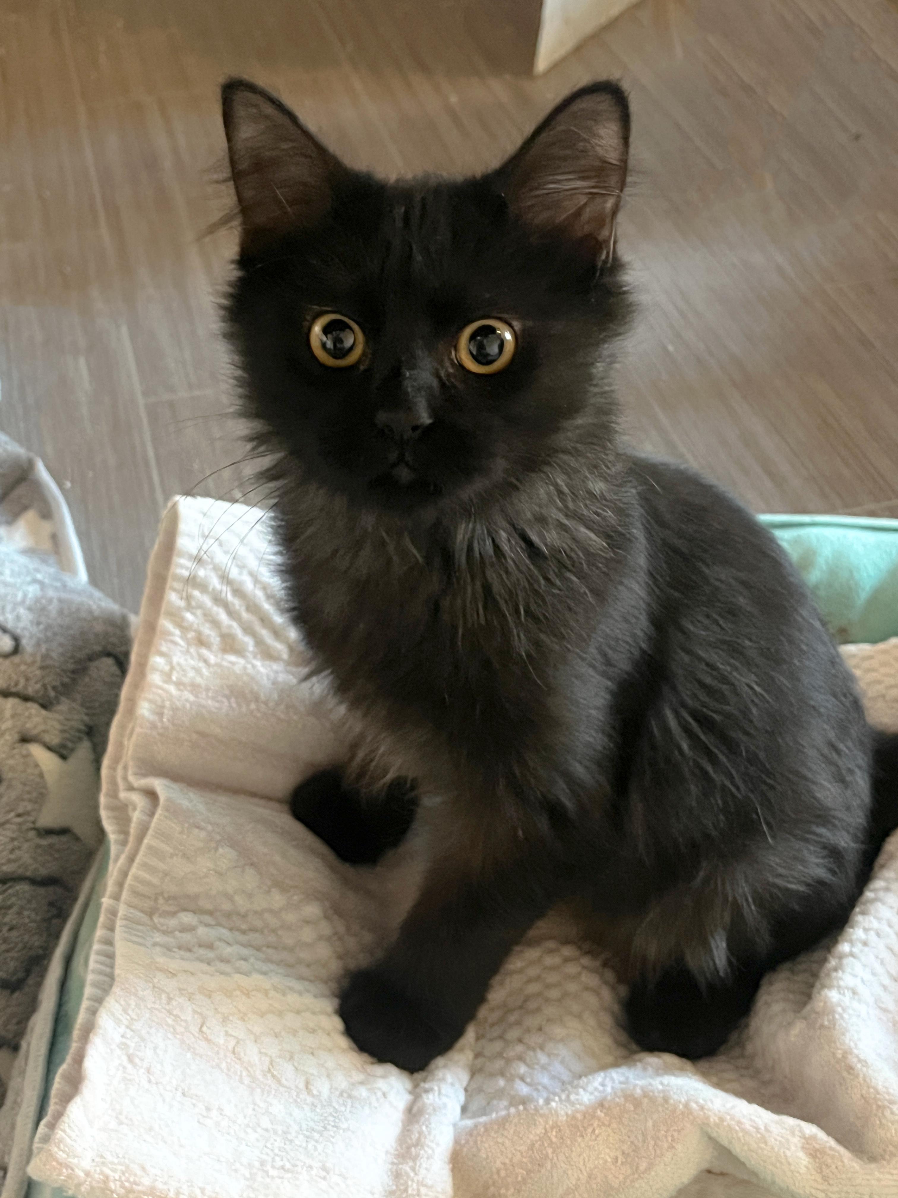 Enlarge Parker Tree, a ADOPTABLE mixed breed in Phoenix , AZ image 1/3