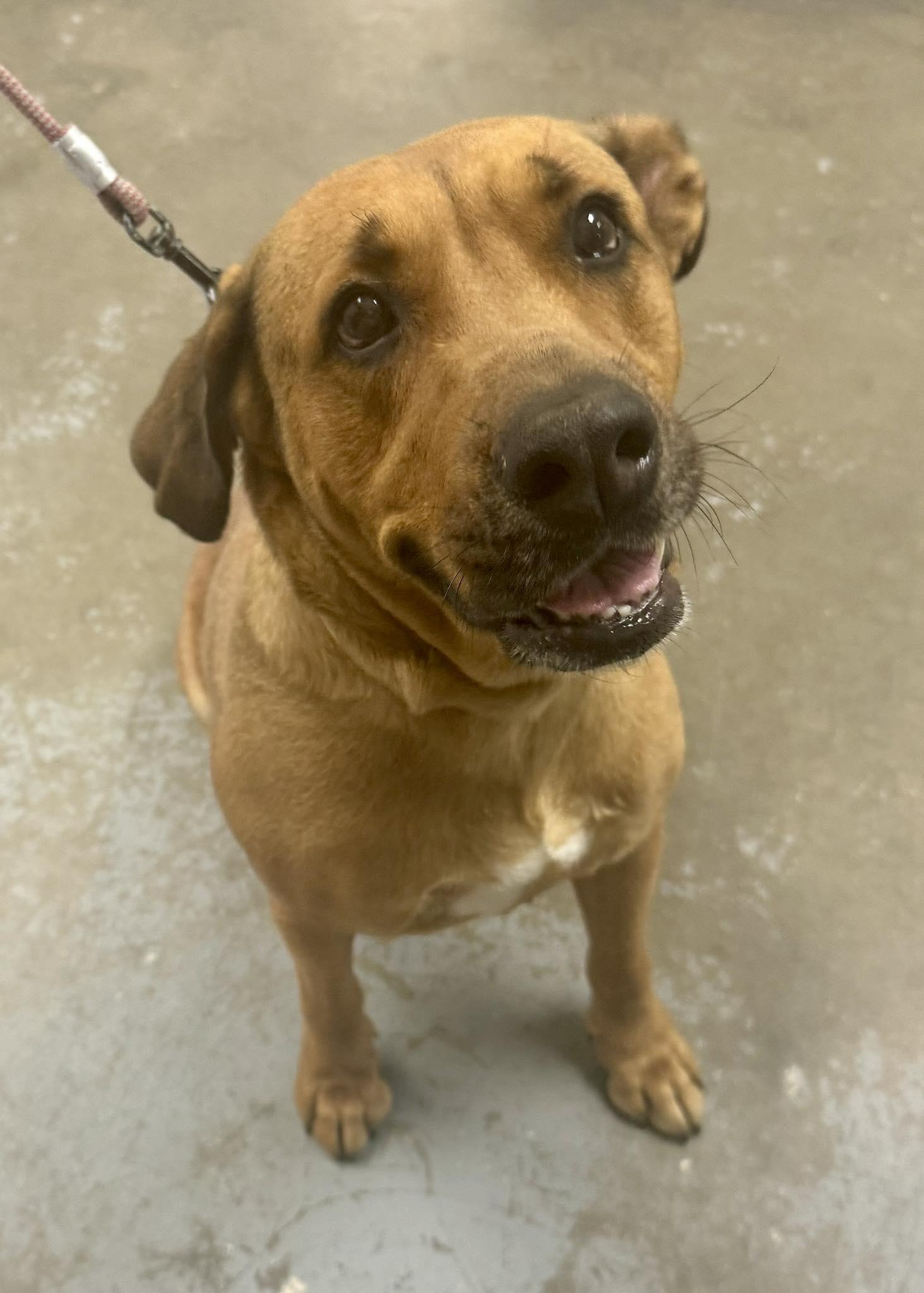 Elphie, ADOPTABLE, Adult Female Hound.