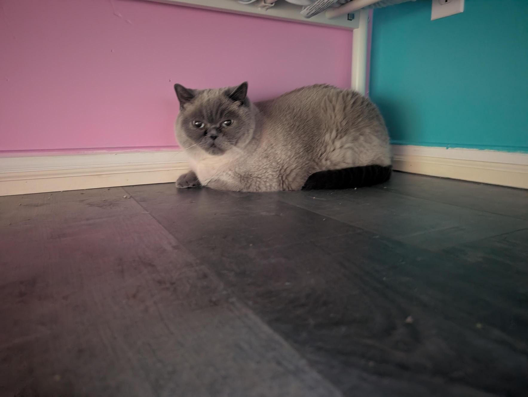 Jin, a ADOPTABLE Scottish Fold in Acton, ON image 2/4