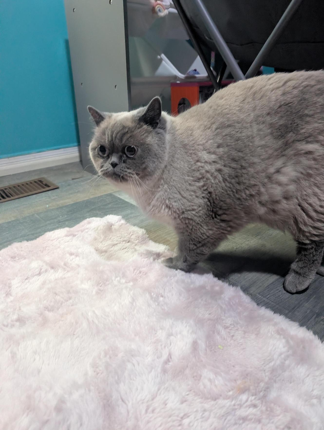 Jin, a ADOPTABLE Scottish Fold in Acton, ON image 4/4