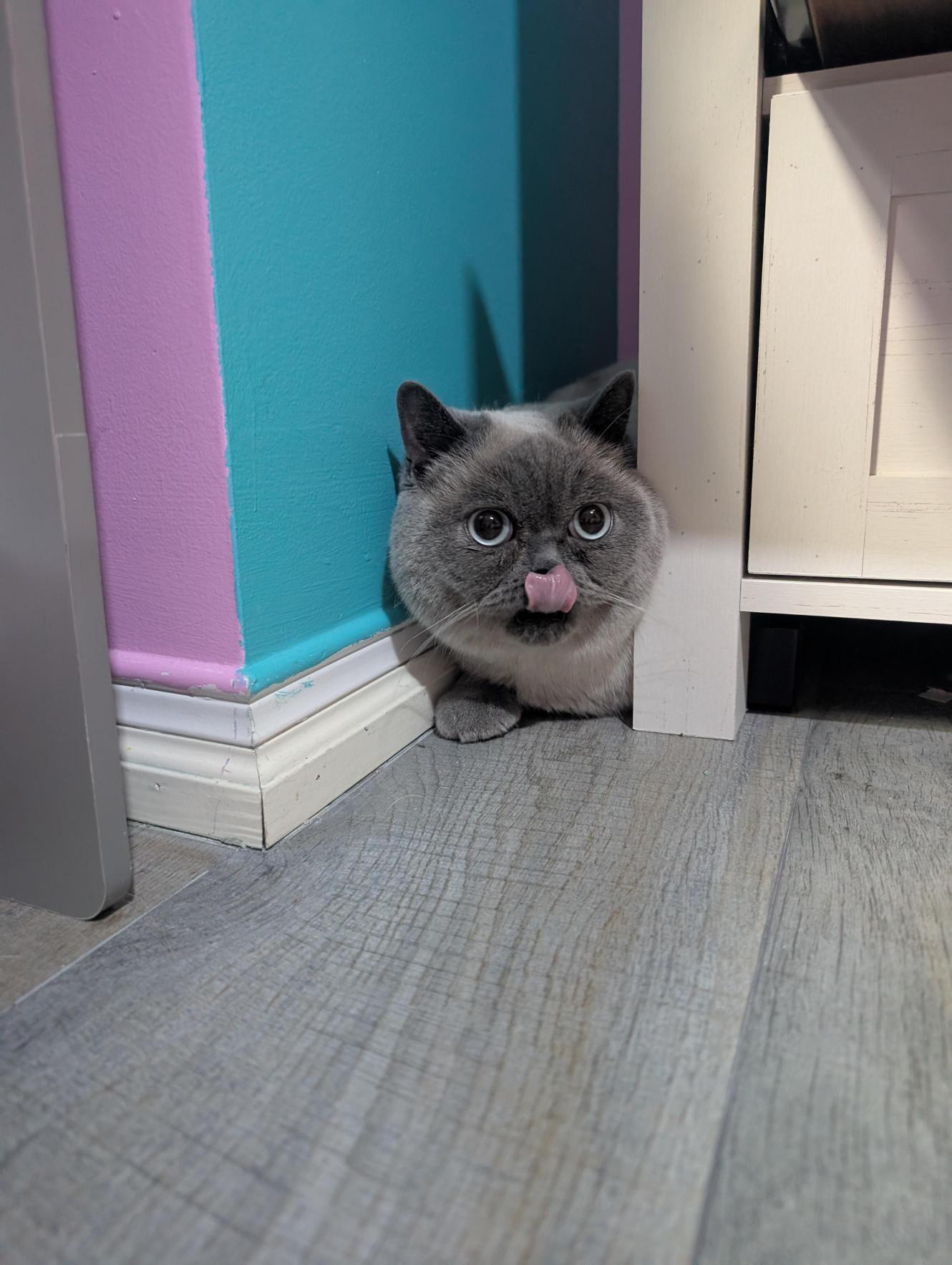 Jin, ADOPTABLE, Young Male Scottish Fold.