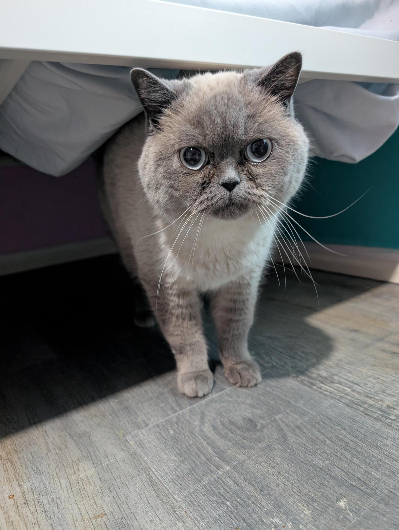 Jin, a ADOPTABLE Scottish Fold in Acton, ON image 3/4