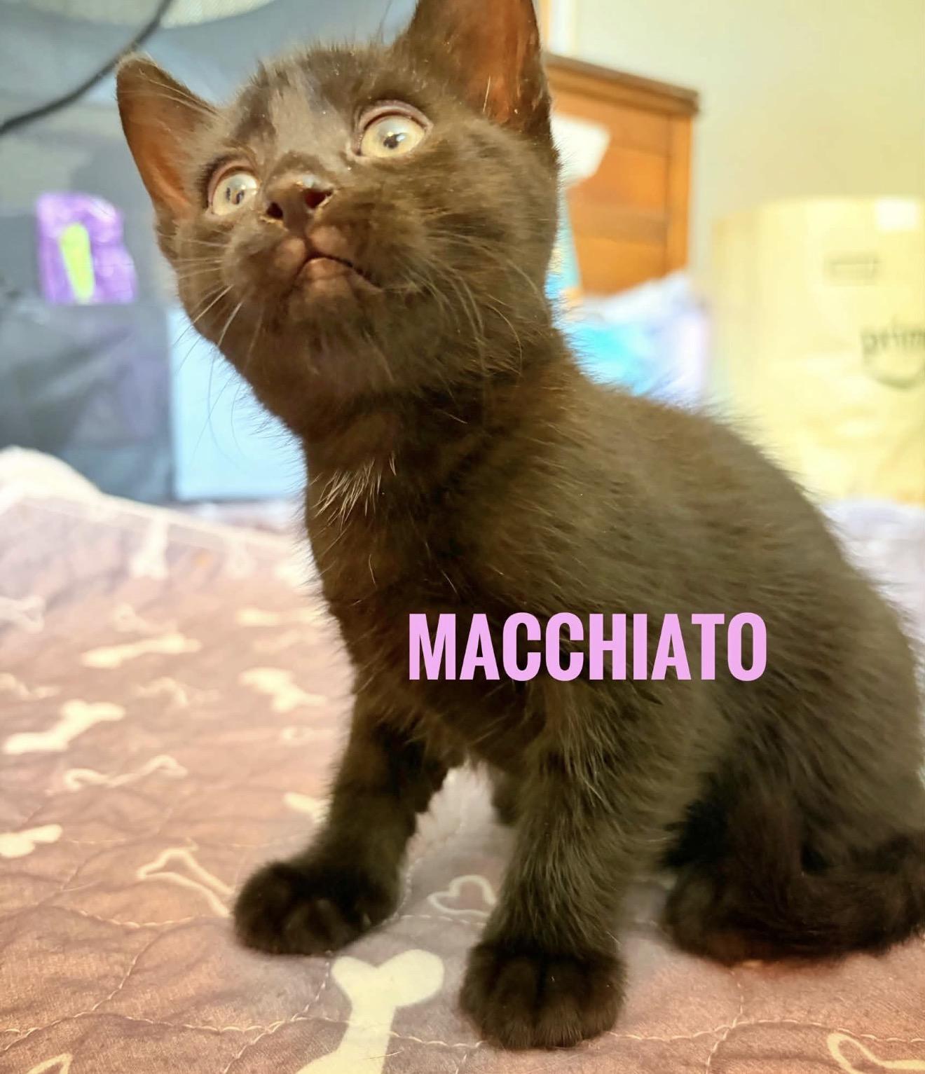 Enlarge Macchiato Reilly, a Adoptable American Shorthair in Staten Island, NY image 2/6