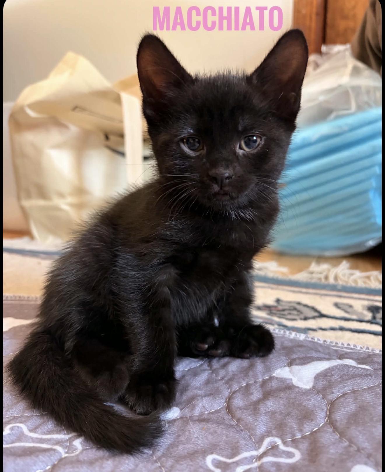 Macchiato Reilly, Adoptable, Kitten Female American Shorthair.
