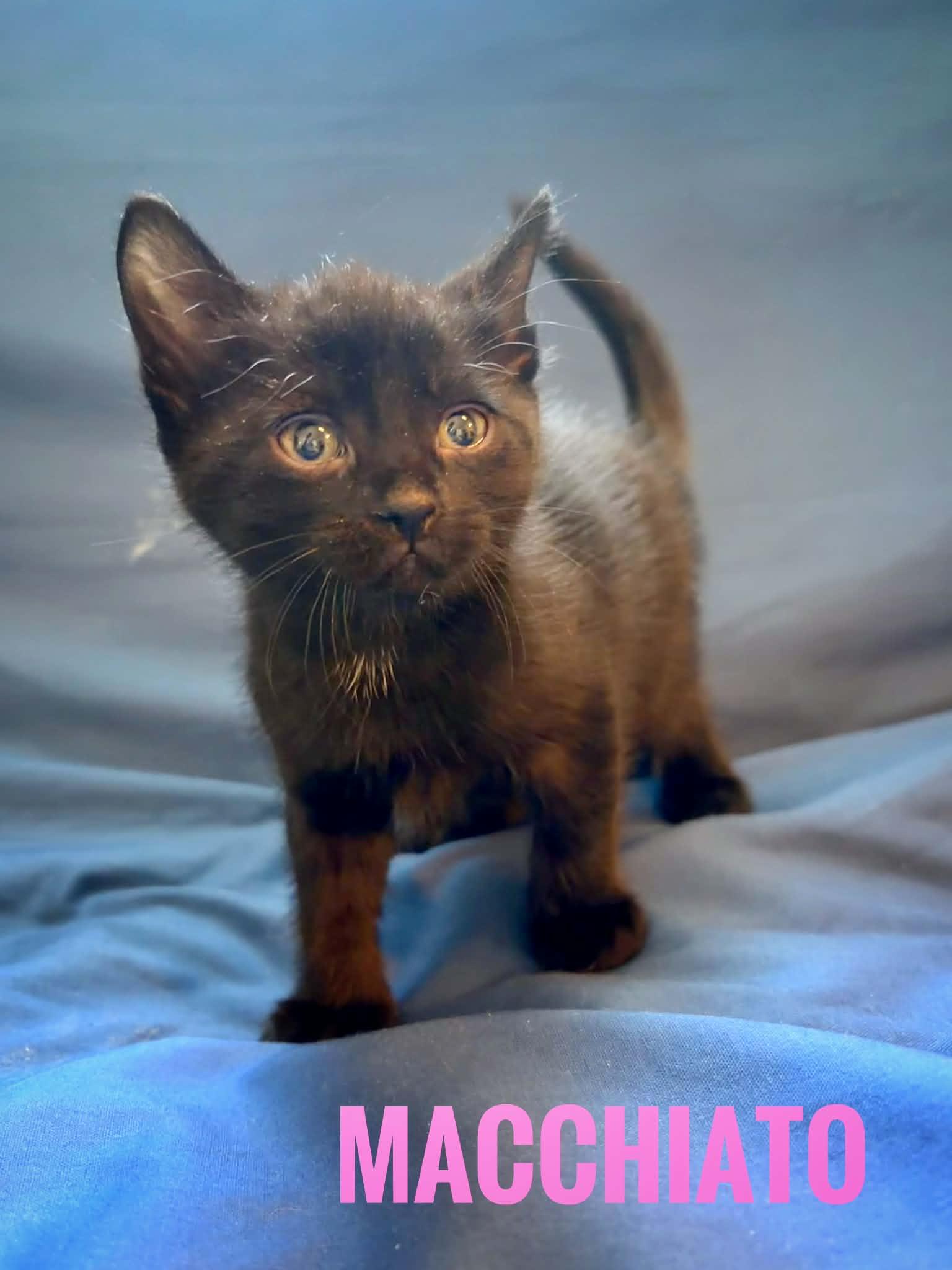 Enlarge Macchiato Reilly, a Adoptable American Shorthair in Staten Island, NY image 3/6