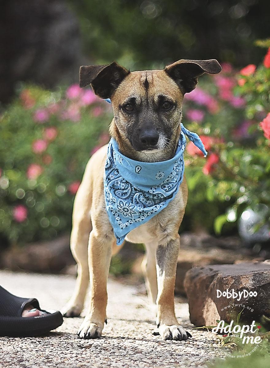 Enlarge DobbyDoo, a ADOPTABLE mixed breed in Kingwood, TX image 6/6