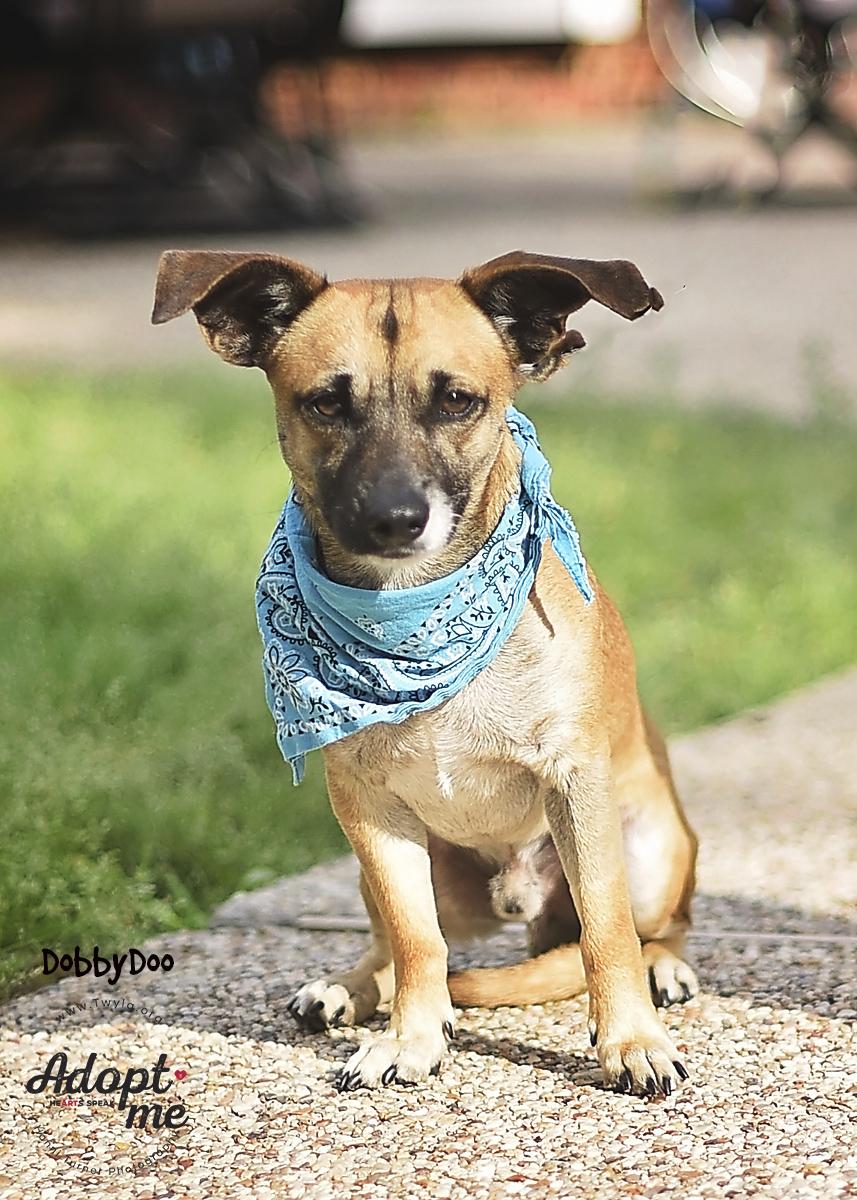 Enlarge DobbyDoo, a ADOPTABLE mixed breed in Kingwood, TX image 3/6