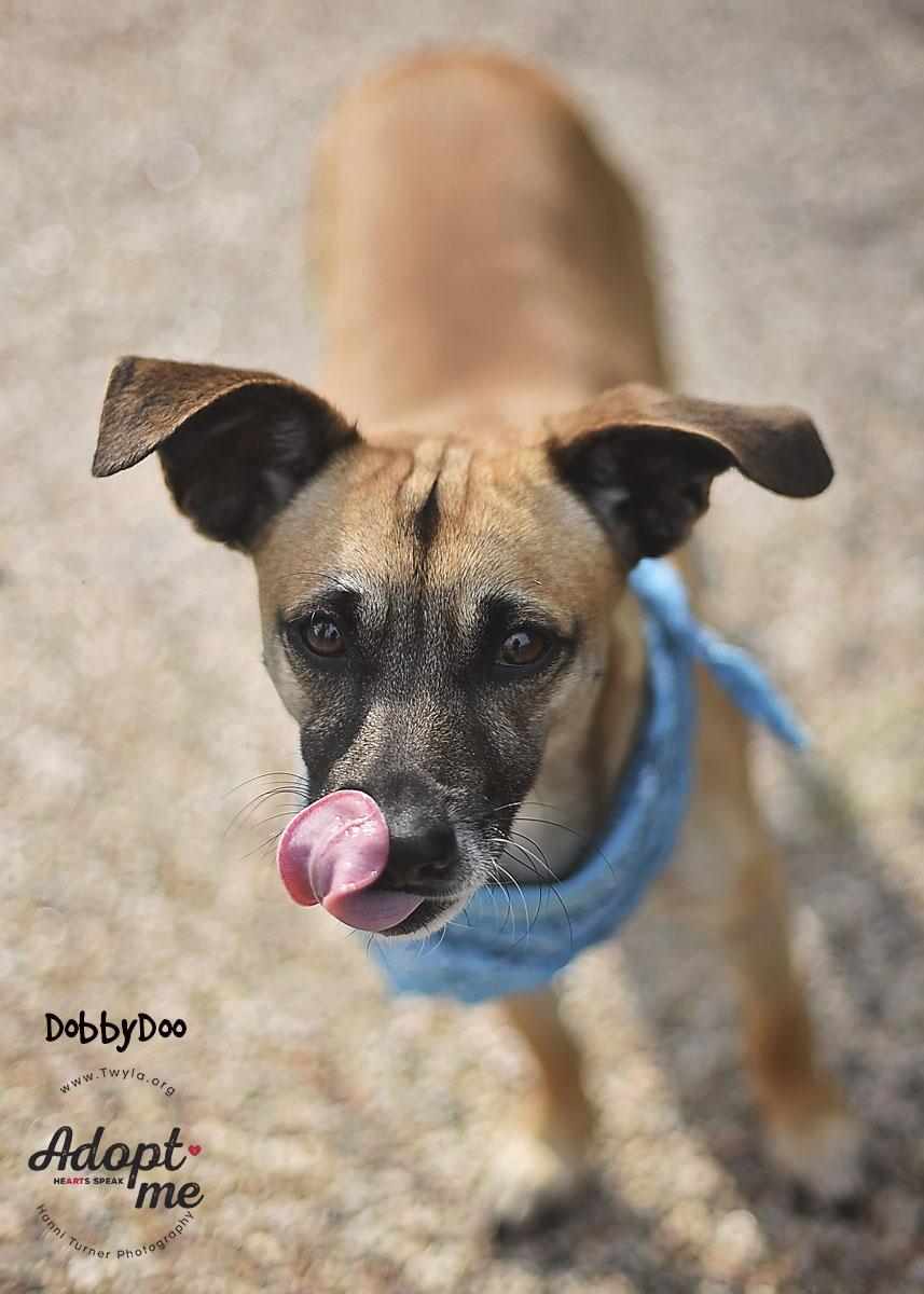 Enlarge DobbyDoo, a ADOPTABLE mixed breed in Kingwood, TX image 4/6