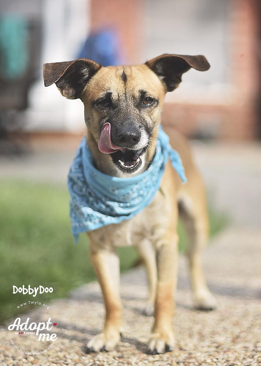 Enlarge DobbyDoo, a ADOPTABLE mixed breed in Kingwood, TX image 1/6