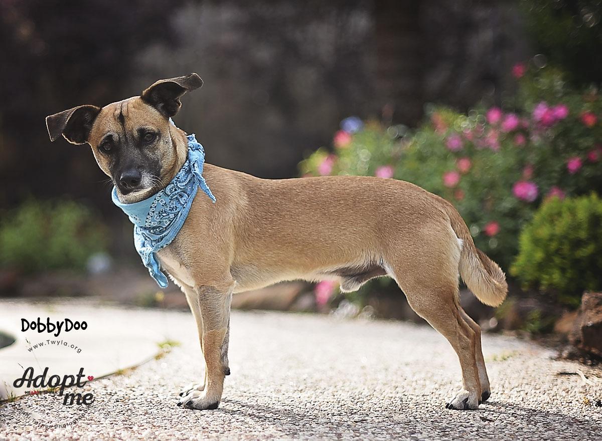 Enlarge DobbyDoo, a ADOPTABLE mixed breed in Kingwood, TX image 5/6