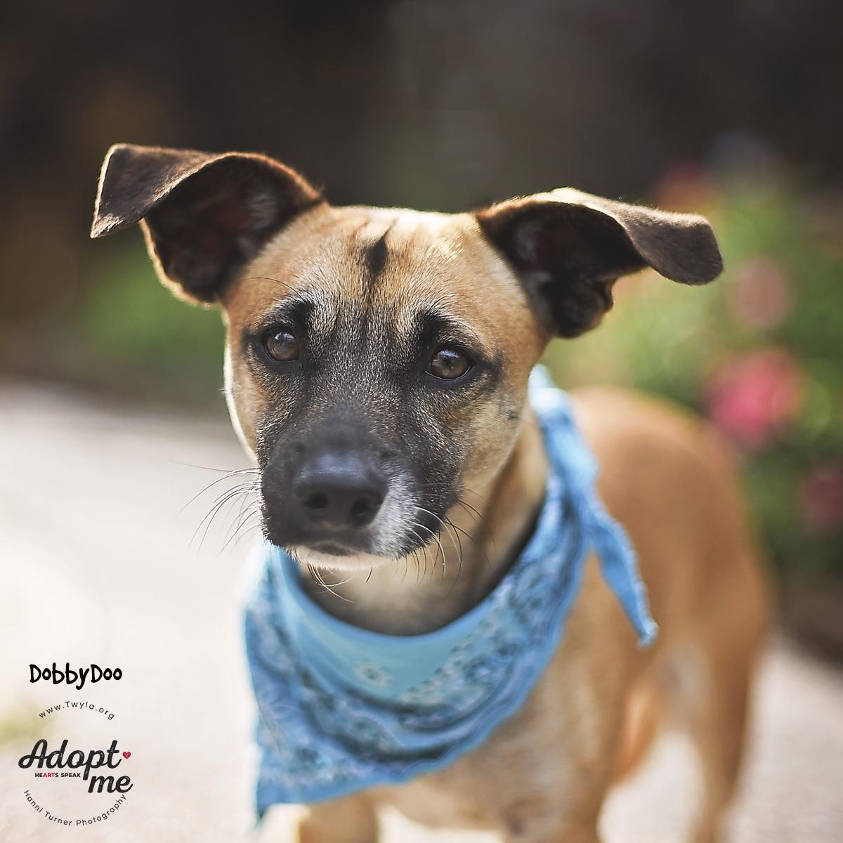 Enlarge DobbyDoo, a ADOPTABLE mixed breed in Kingwood, TX image 2/6
