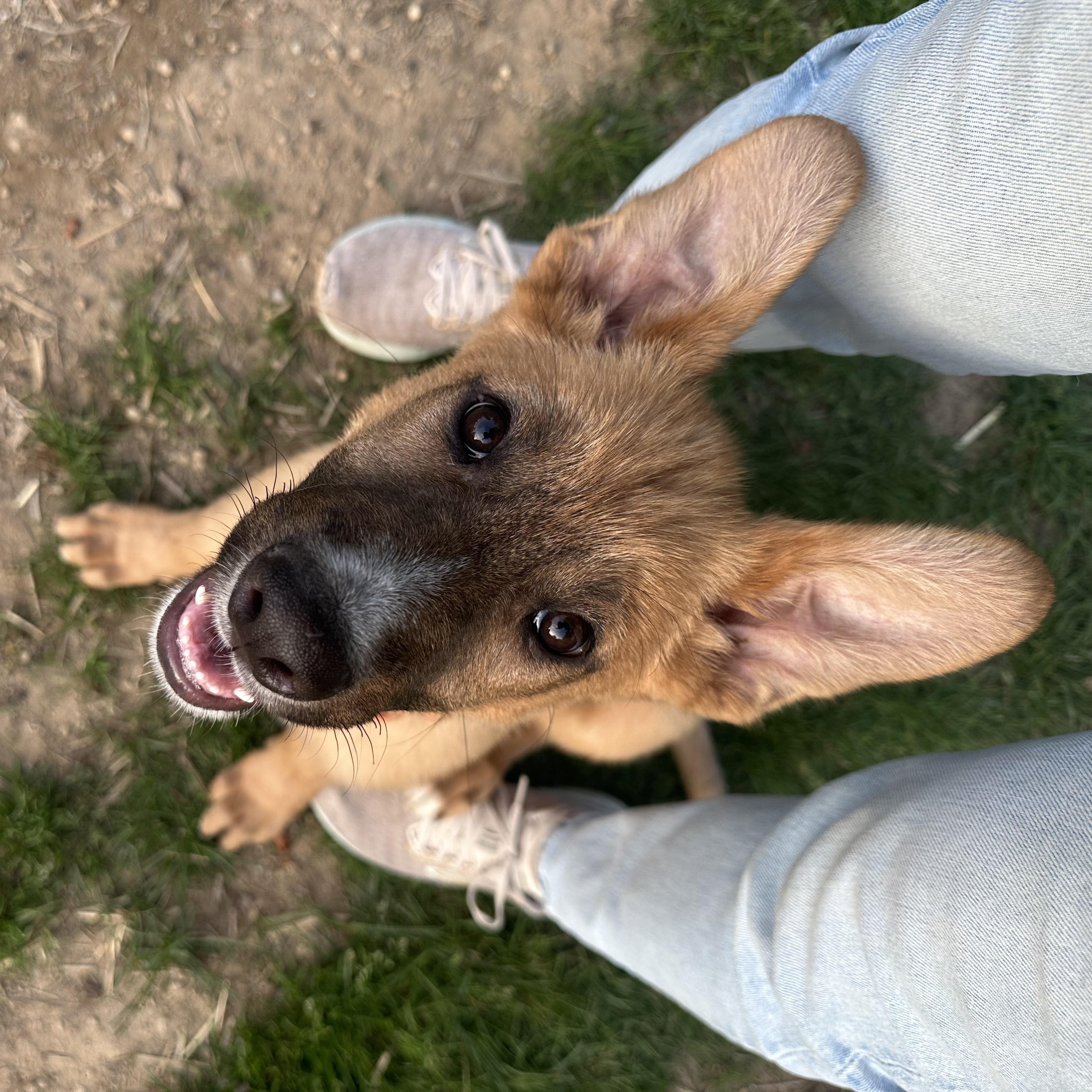 Enlarge Chips, a ADOPTABLE mixed breed in Sammamish, WA image 5/5