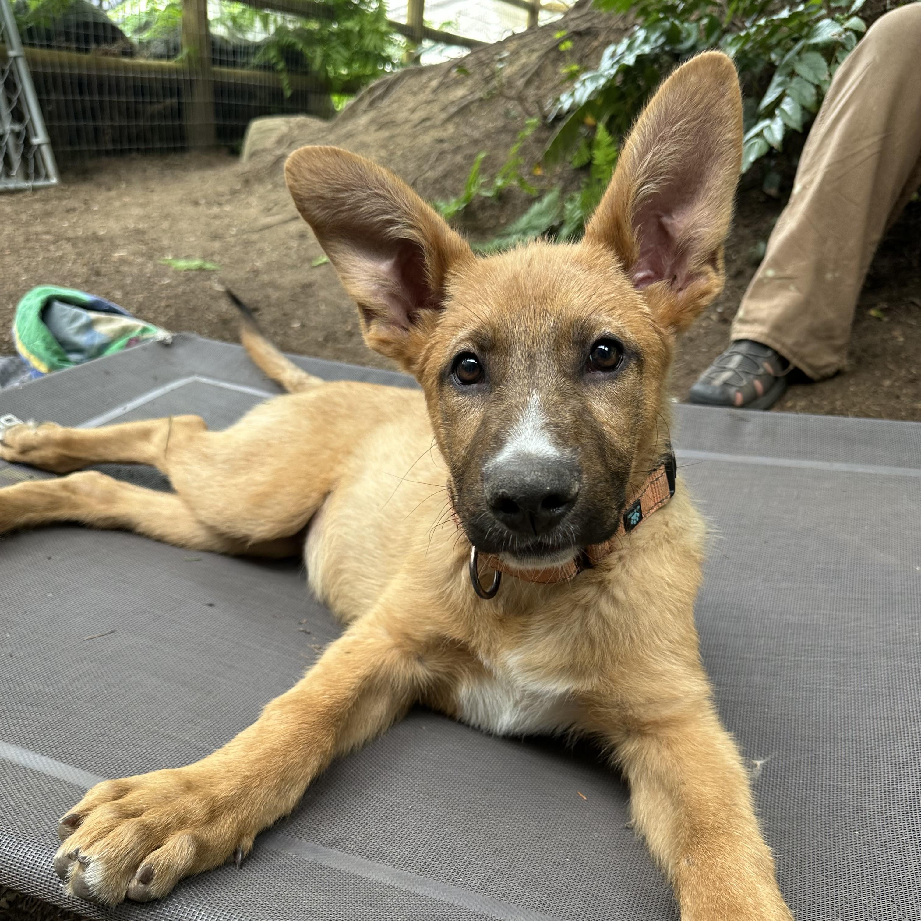Enlarge Chips, a ADOPTABLE mixed breed in Sammamish, WA image 2/5