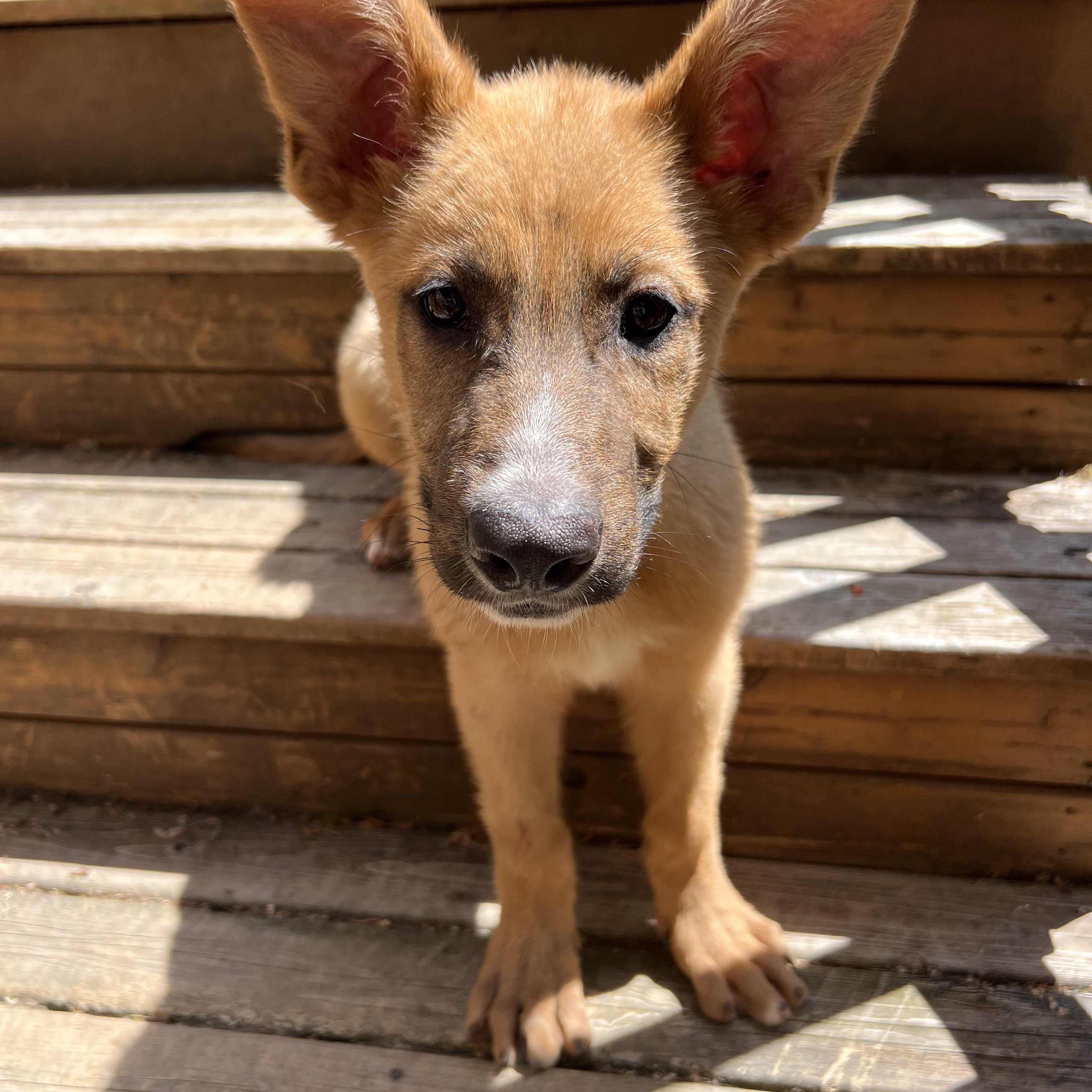 Enlarge Chips, a ADOPTABLE mixed breed in Sammamish, WA image 3/5