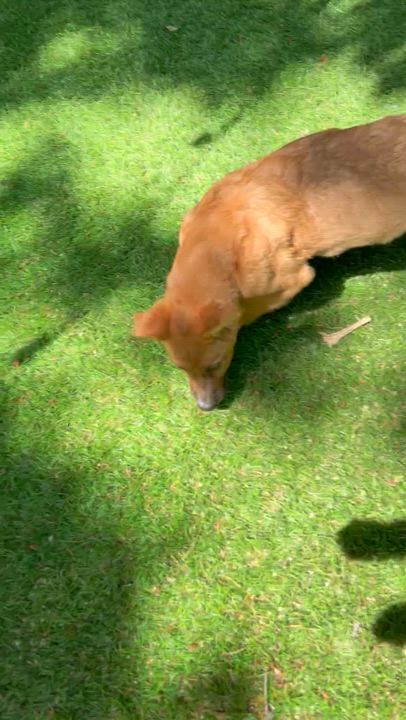 Enlarge Chips, a ADOPTABLE mixed breed in Sammamish, WA video 4/5