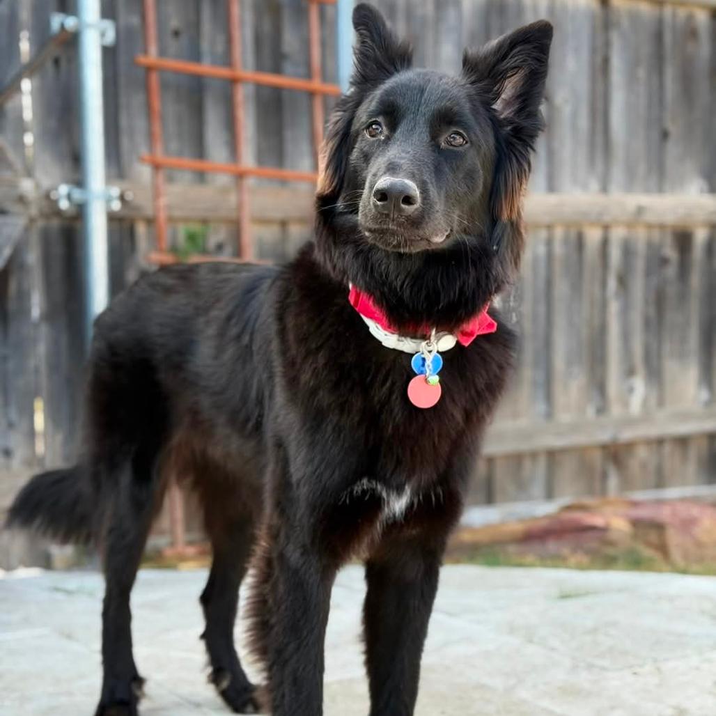 Rosie3, Adoptable, Young Female Shepherd.