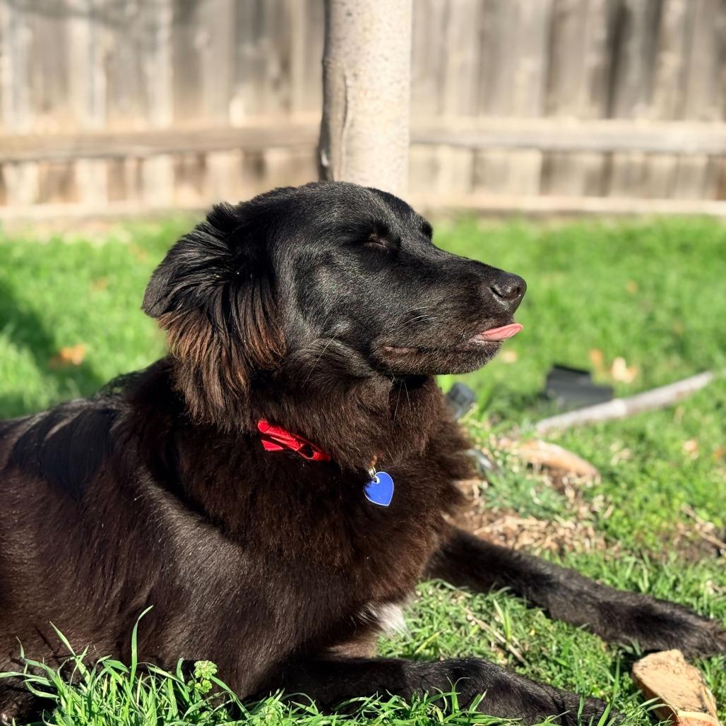 Enlarge Rosie3, a Adoptable Shepherd in Dallas, TX image 1/6