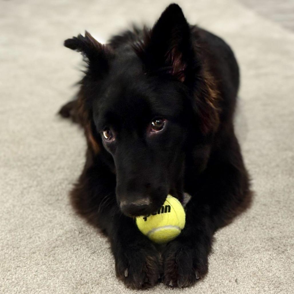 Enlarge Rosie3, a Adoptable Shepherd in Dallas, TX image 3/6