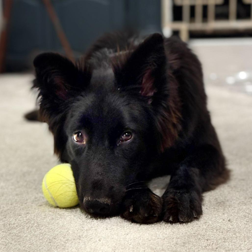 Enlarge Rosie3, a Adoptable Shepherd in Dallas, TX image 4/6