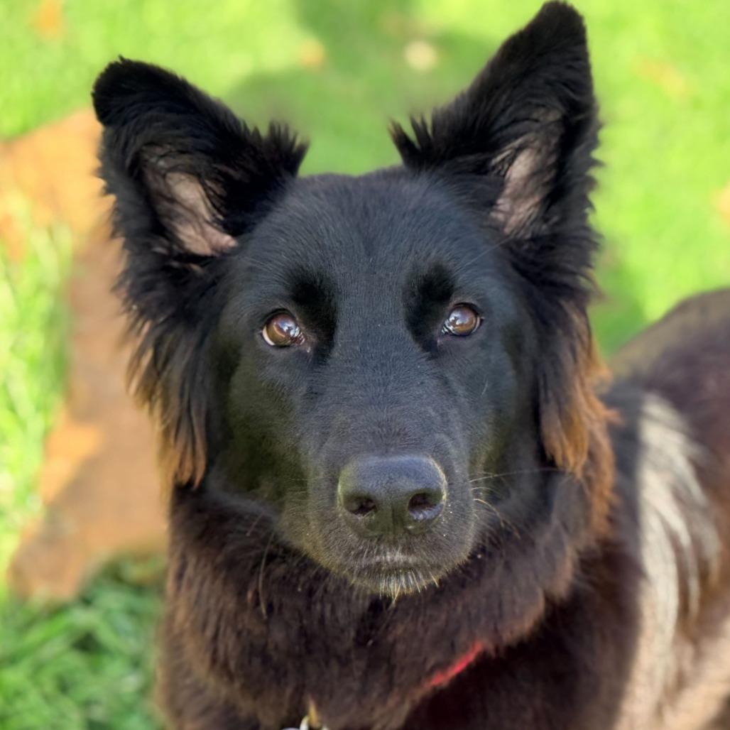 Enlarge Rosie3, a Adoptable Shepherd in Dallas, TX image 4/6