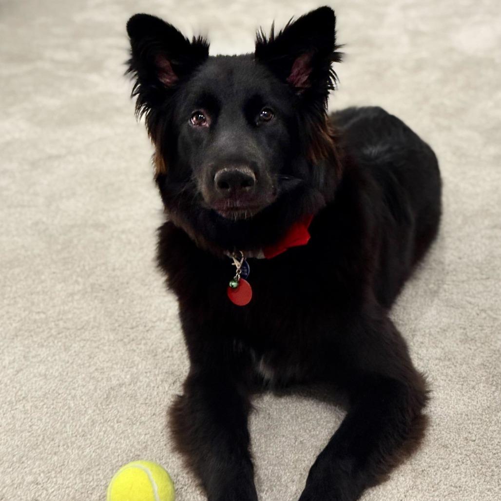 Enlarge Rosie3, a Adoptable Shepherd in Dallas, TX image 5/6