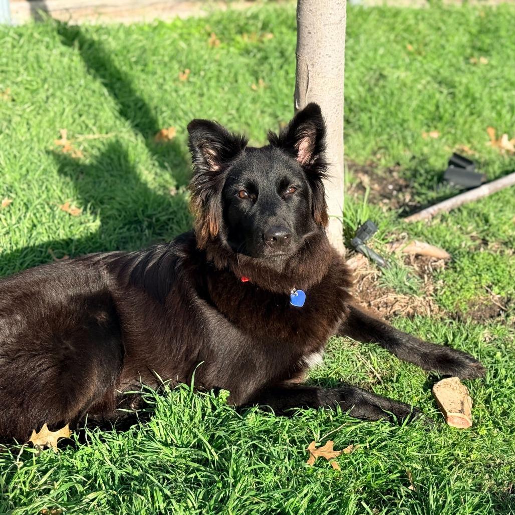 Enlarge Rosie3, a Adoptable Shepherd in Dallas, TX image 6/6