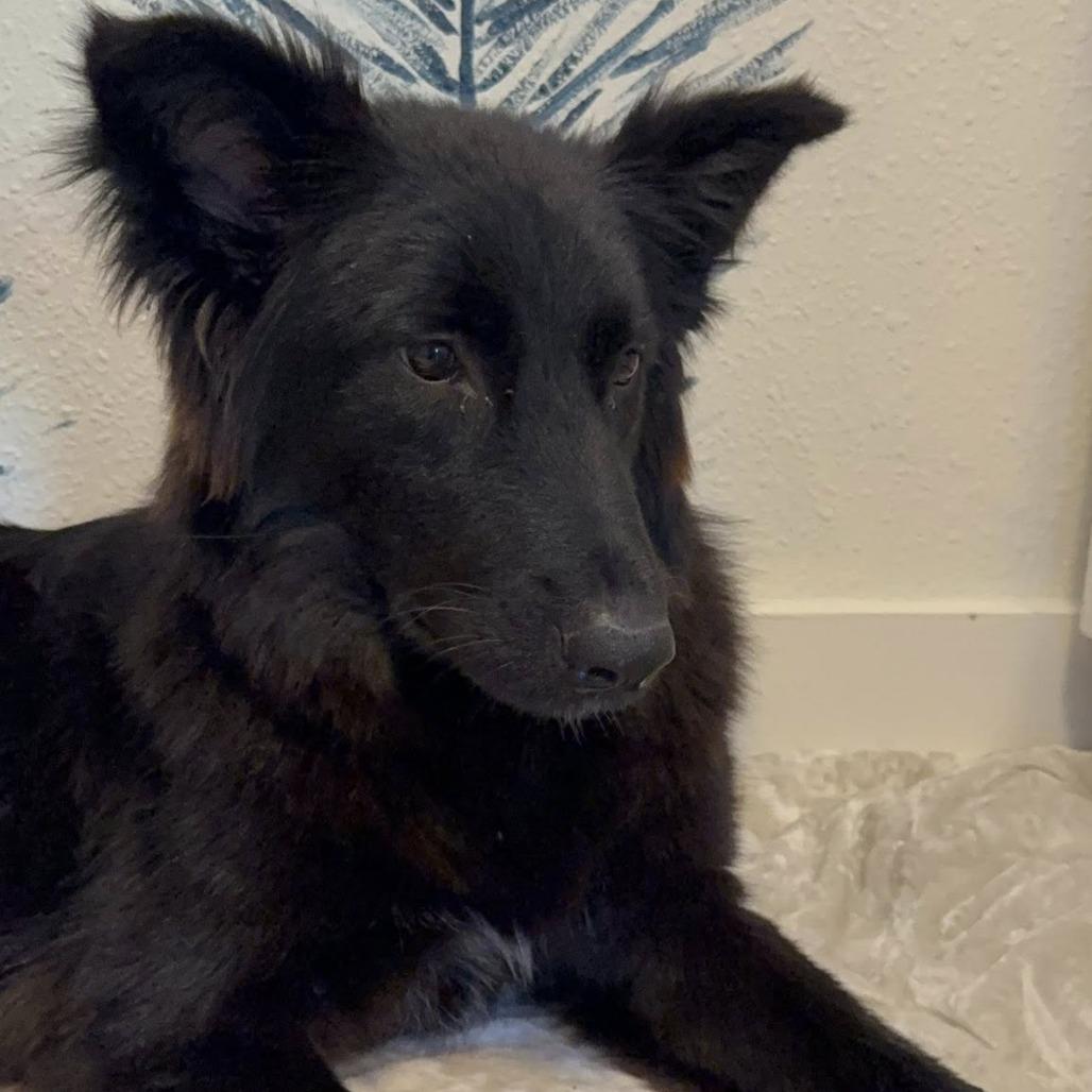 Enlarge Rosie3, a Adoptable Shepherd in Dallas, TX image 6/6