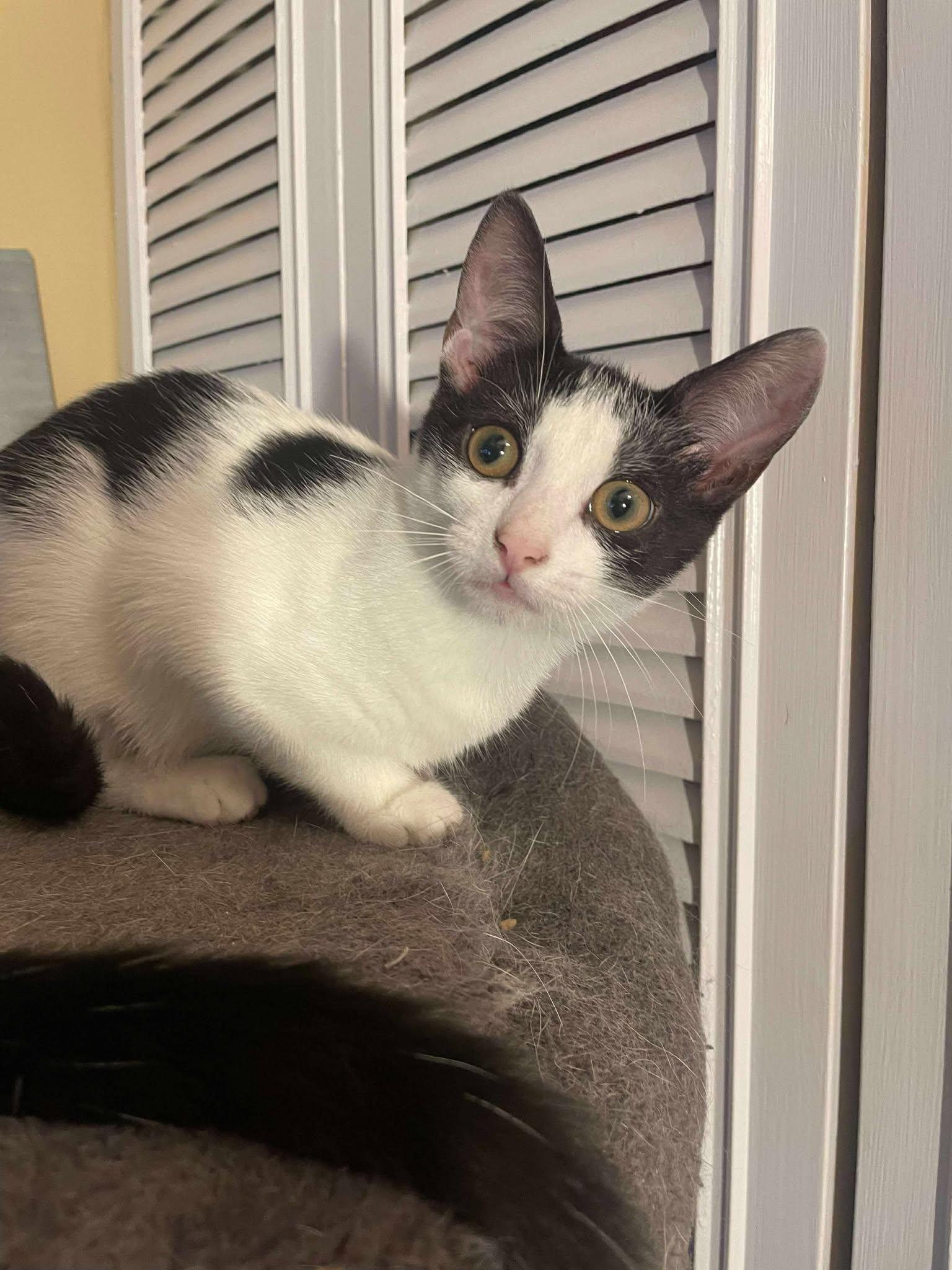 Pothos, a Adoptable Domestic Short Hair in Penfield, NY image 3/4