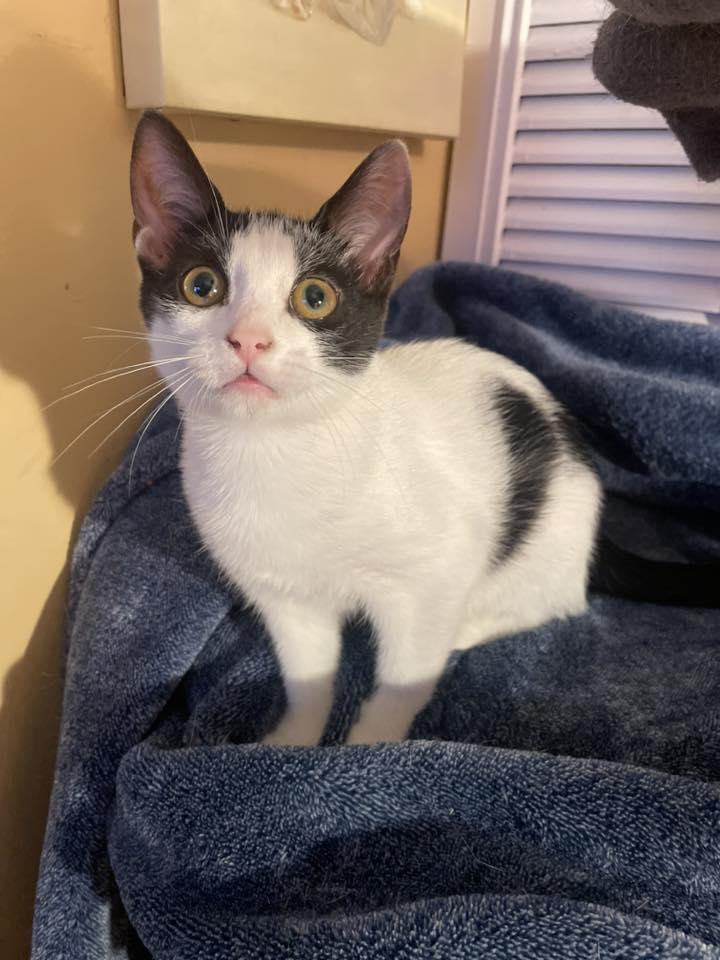 Pothos, a Adoptable Domestic Short Hair in Penfield, NY image 4/4