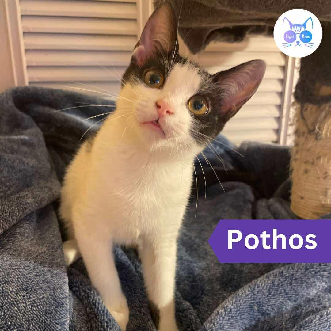 Pothos, Adoptable, Young Female Domestic Short Hair.