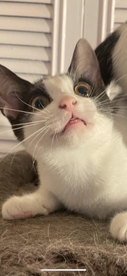 Pothos, a Adoptable Domestic Short Hair in Penfield, NY image 2/4