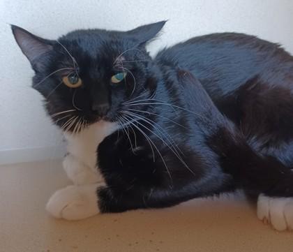 Enlarge Boots, a Adoptable Domestic Short Hair in Stanwood, WA image 1/1