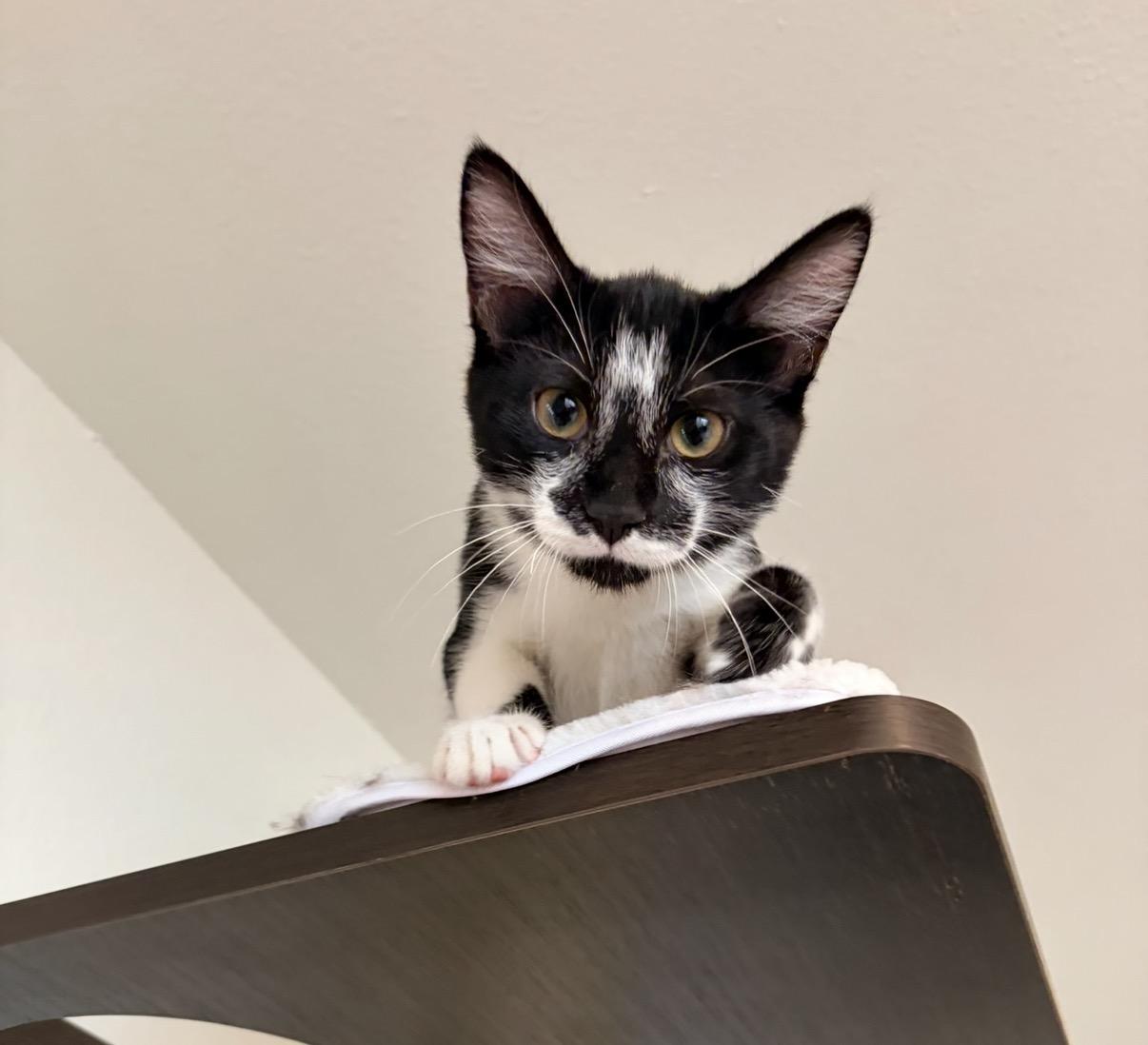 Mushu, a ADOPTABLE mixed breed in Renton, WA image 2/3