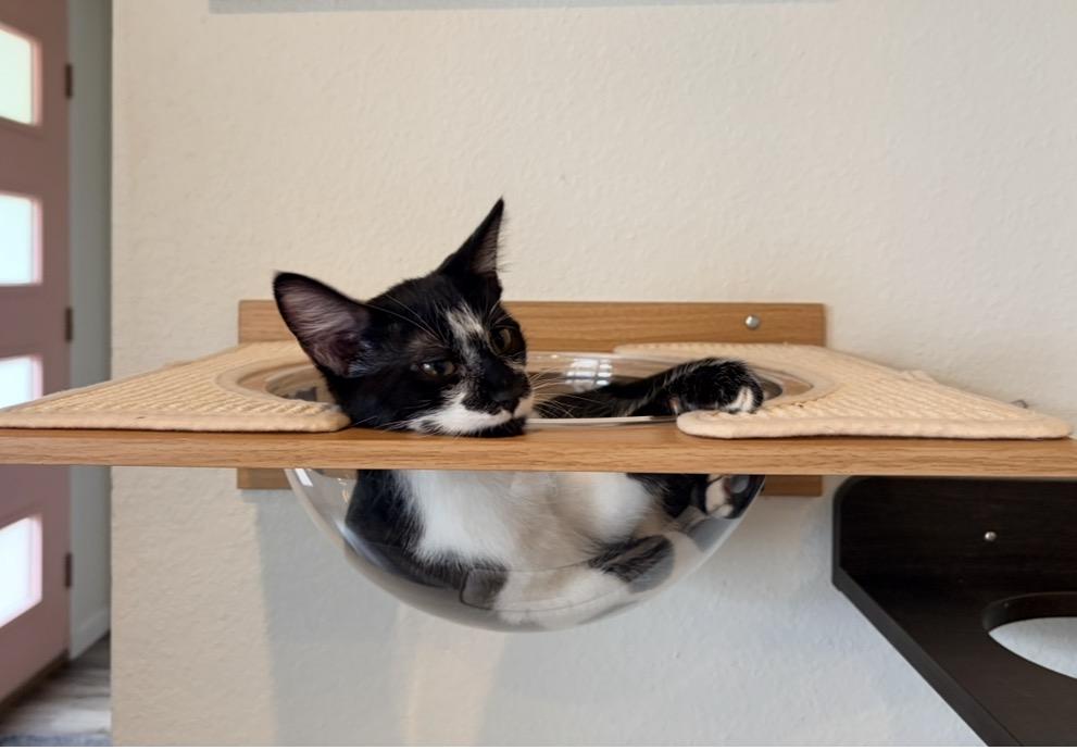 Mushu, ADOPTABLE, Kitten Male Domestic Short Hair.
