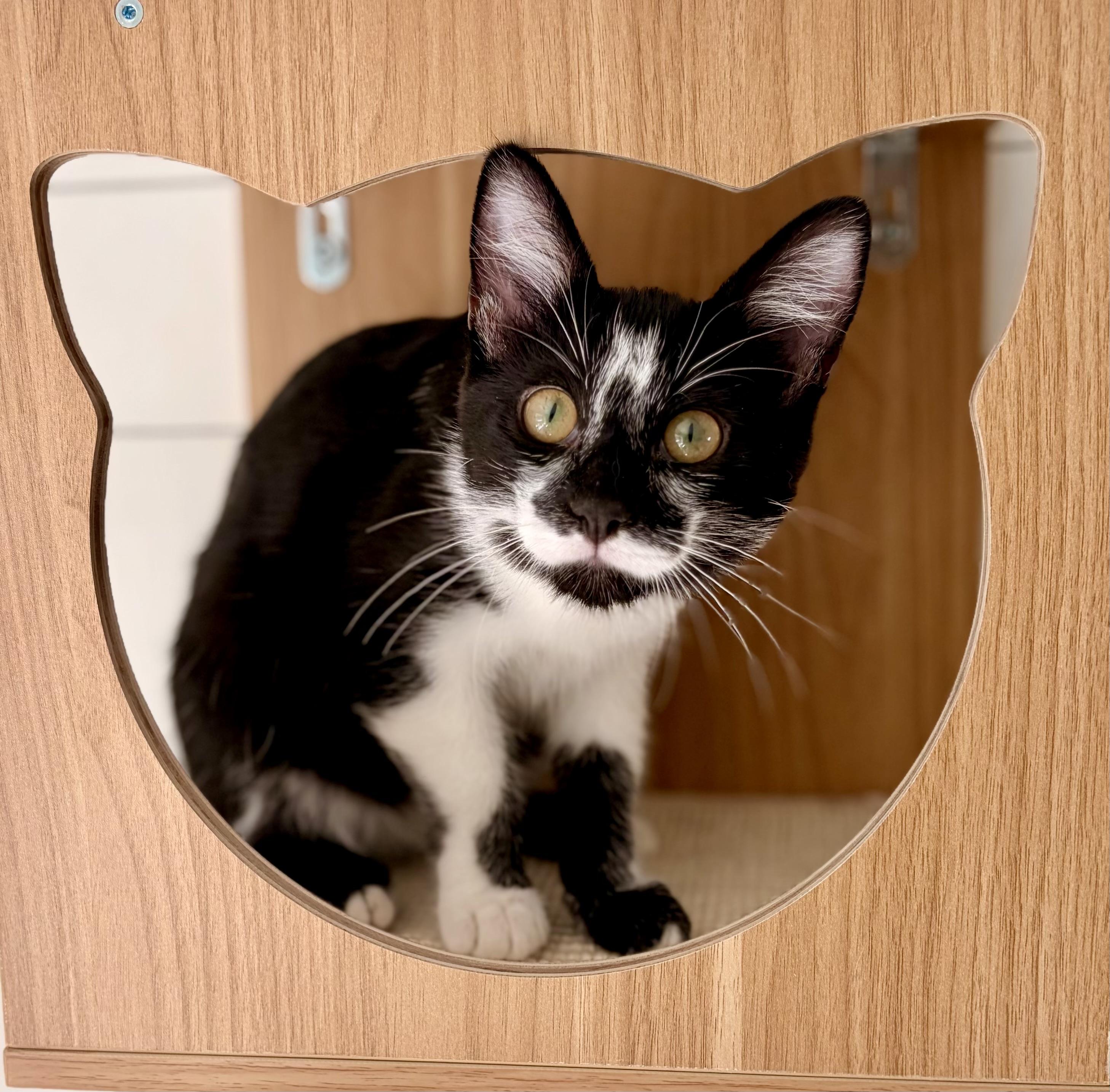 Mushu, adopted, Kitten Male Domestic Short Hair.