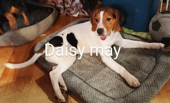 Daisy May