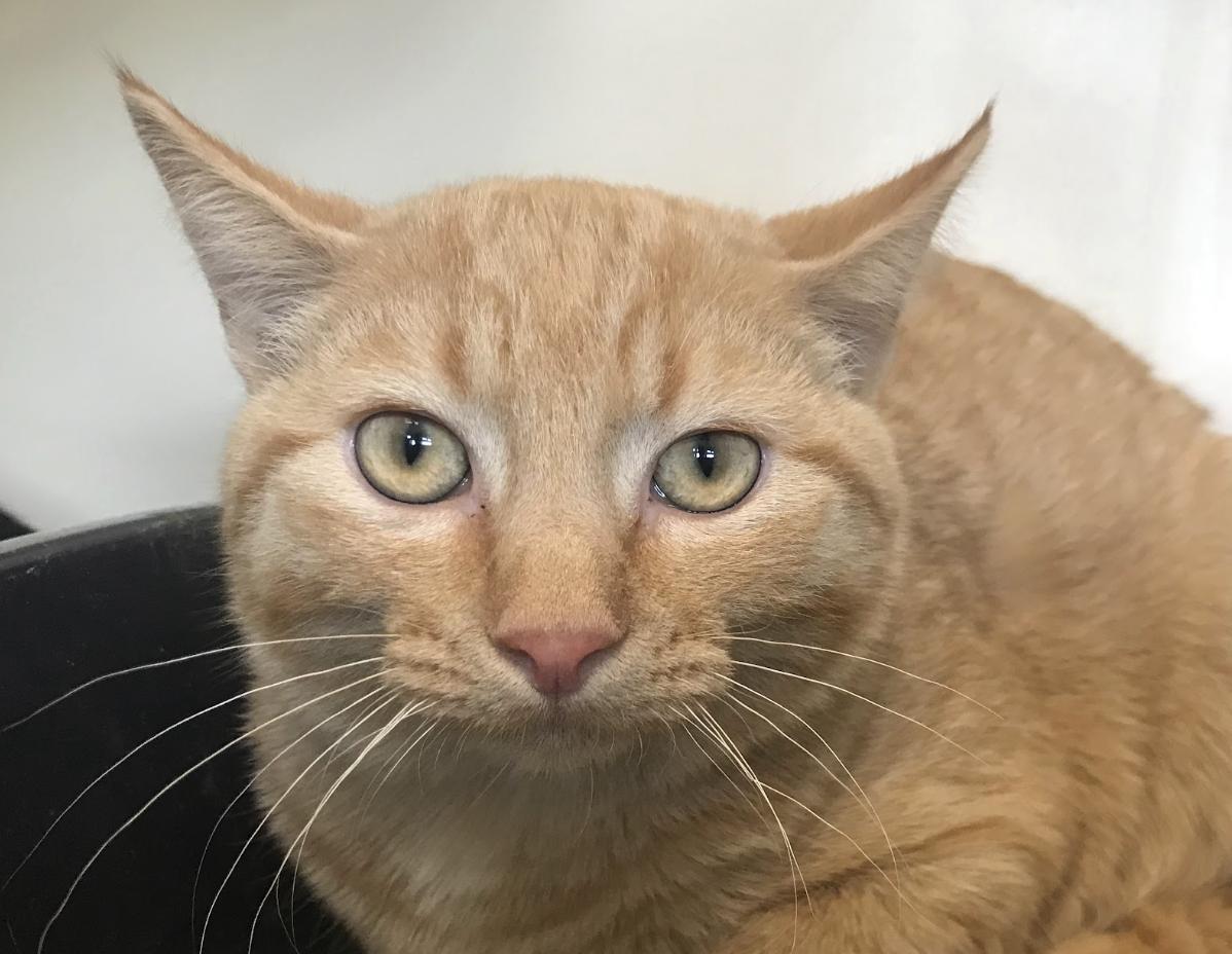 Poptart, Adoptable, Young Male Domestic Short Hair.