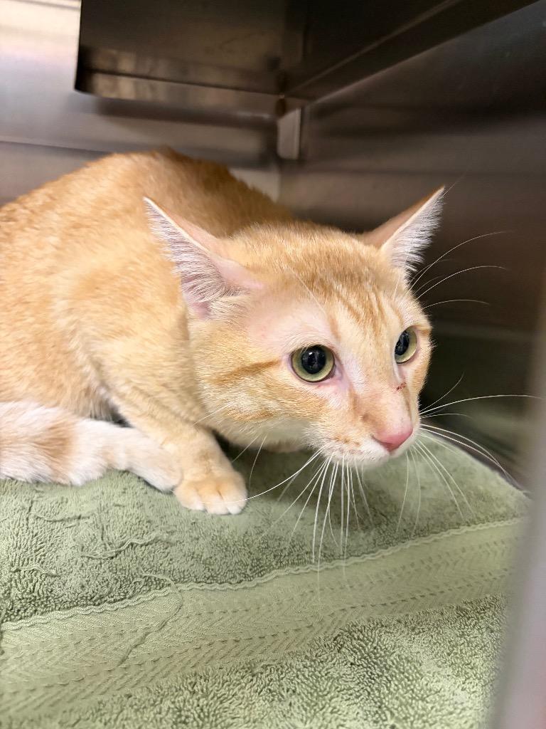 Chevy, Adoptable, Young Male Domestic Short Hair.