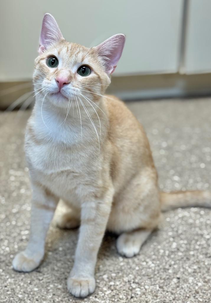 Chevy, a Adoptable mixed breed in Great Bend, KS image 2/2
