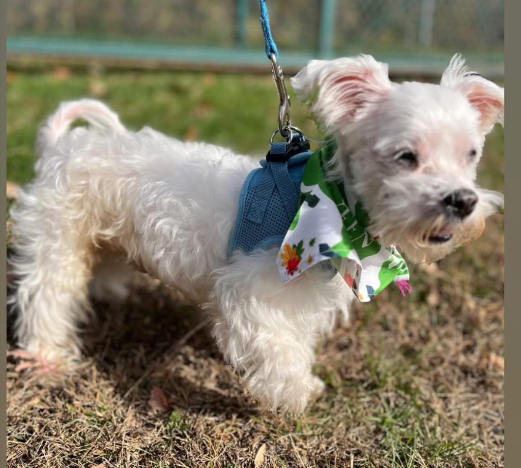 Marshmallow, Adoptable, Senior Male Maltese & Mixed Breed.