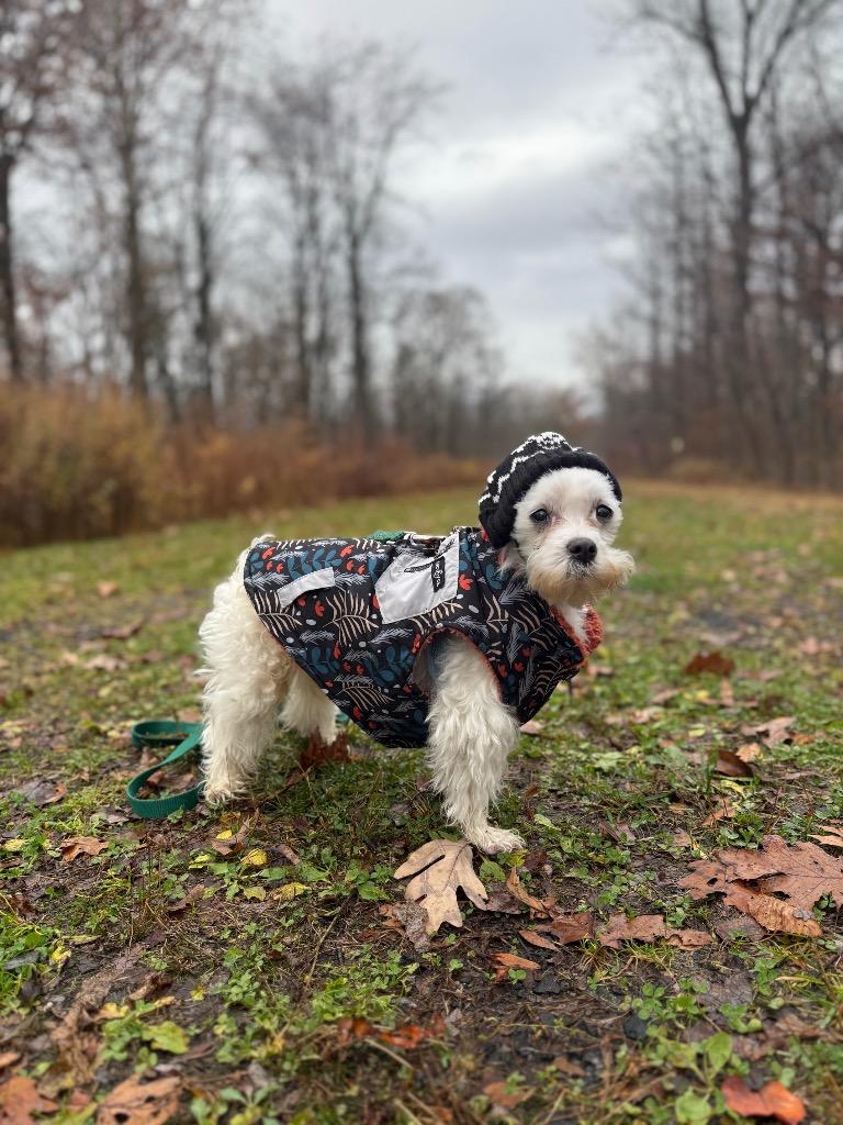 Enlarge Marshmallow, a Adoptable mixed breed in Pomona, NY image 2/4