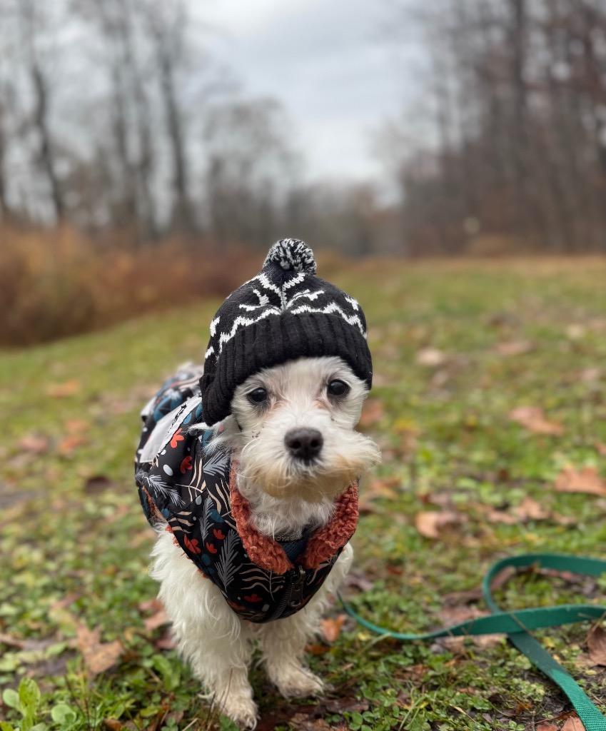 Enlarge Marshmallow, a Adoptable mixed breed in Pomona, NY image 3/4