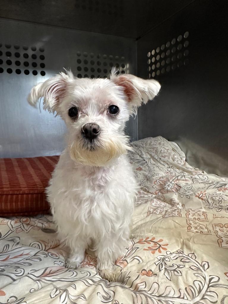 Enlarge Marshmallow, a Adoptable mixed breed in Pomona, NY image 4/4