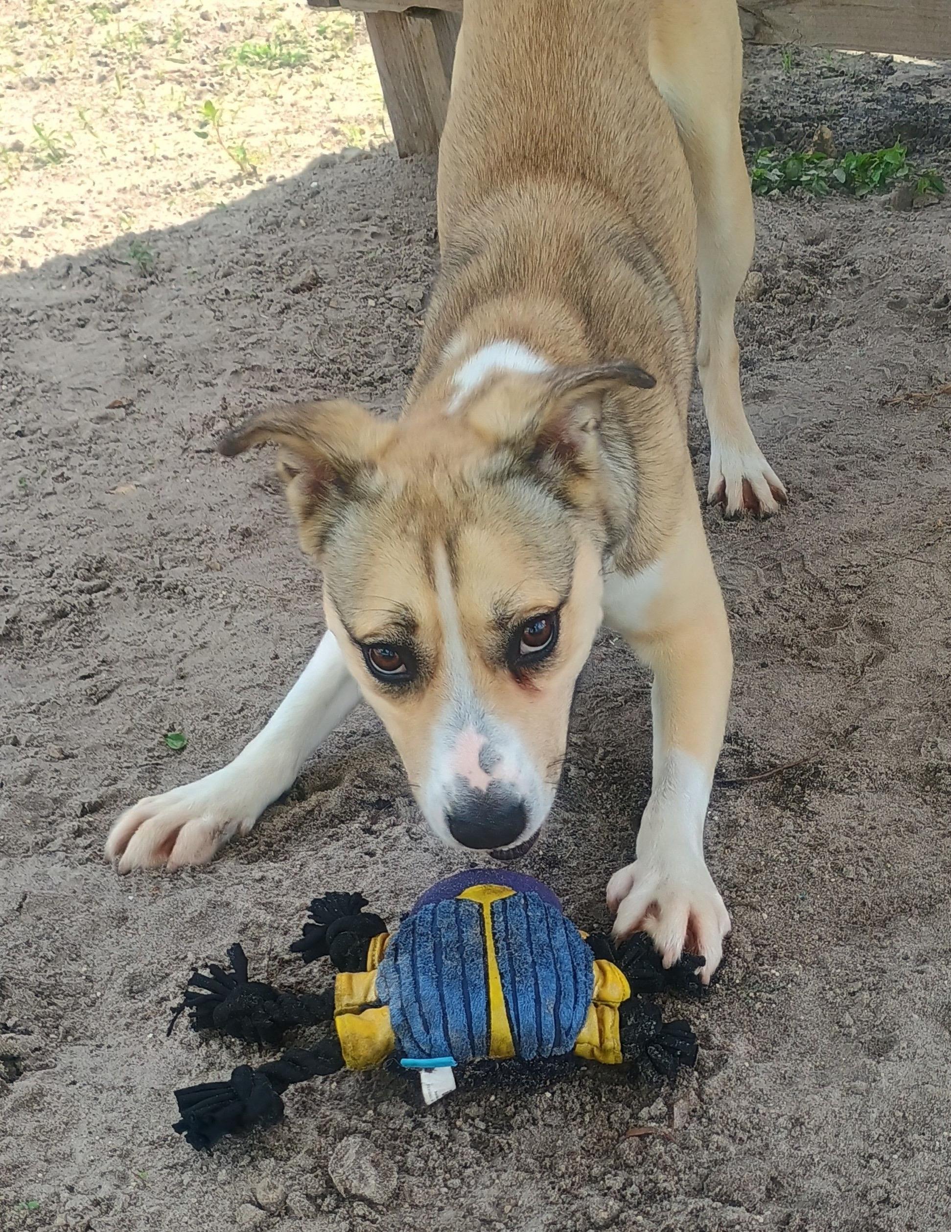 Enlarge Maybelline, a ADOPTABLE mixed breed in New Port Richey, FL image 2/3
