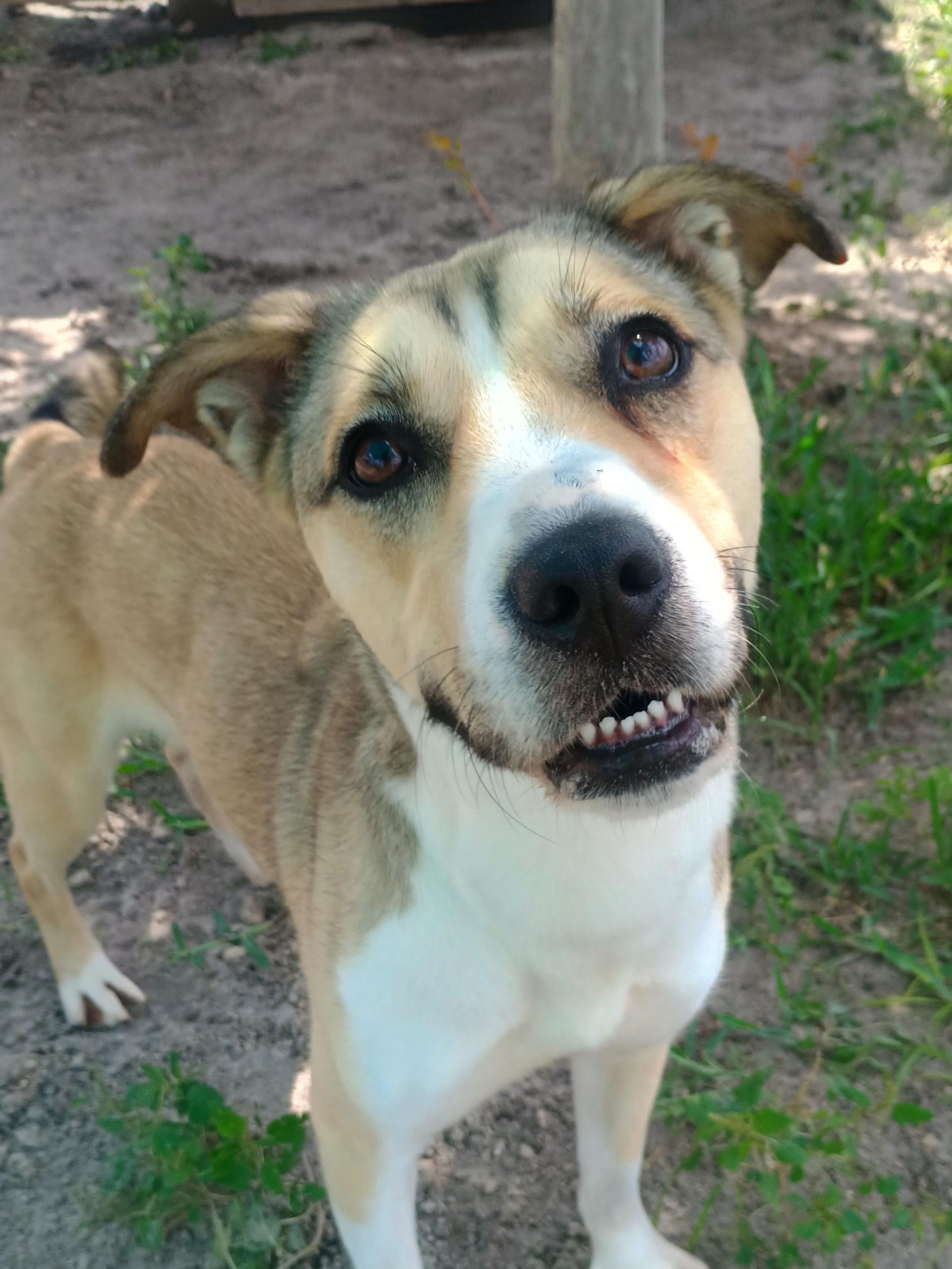 Enlarge Maybelline, a ADOPTABLE mixed breed in New Port Richey, FL image 1/3