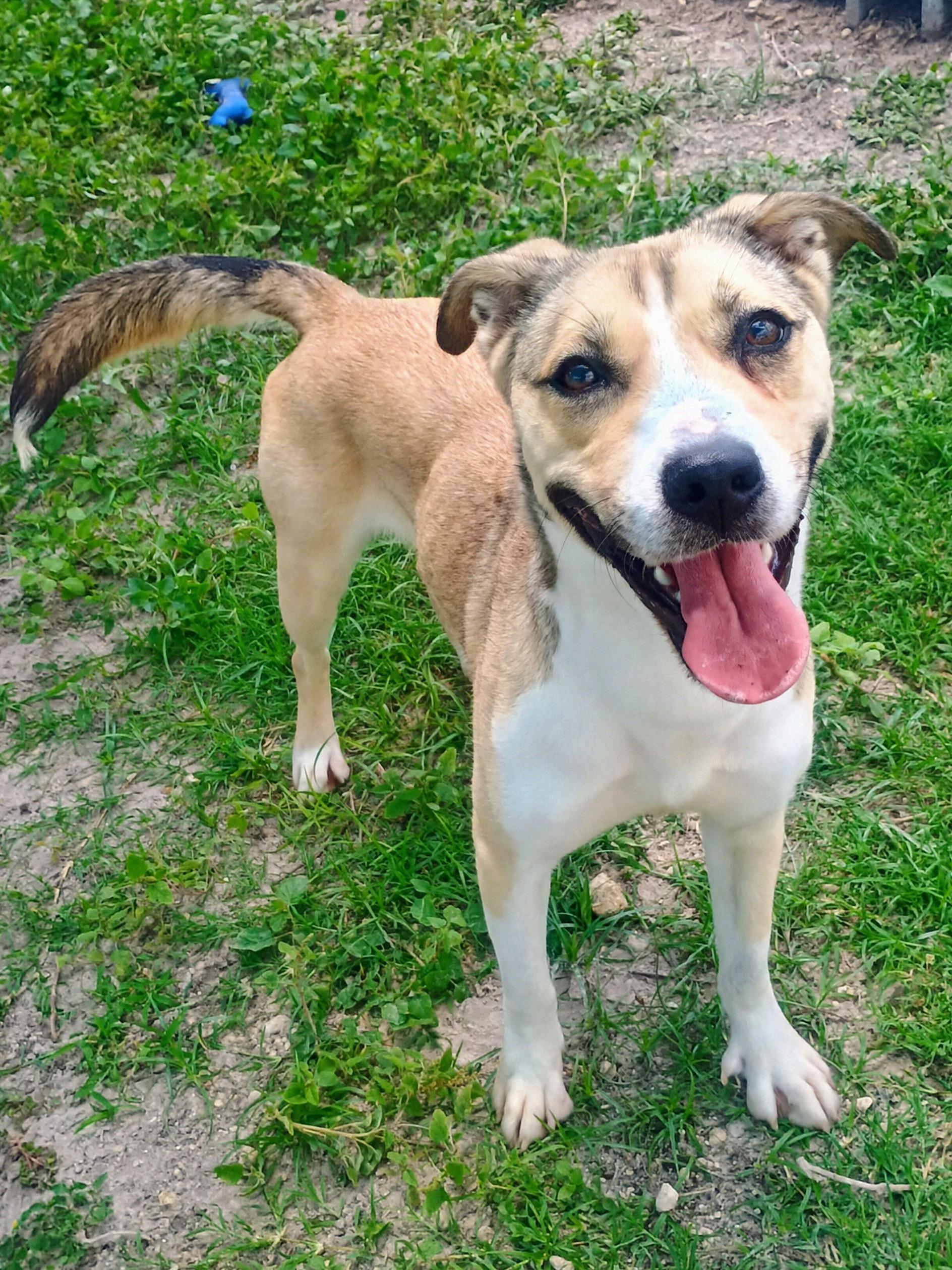 Enlarge Maybelline, a ADOPTABLE mixed breed in New Port Richey, FL image 3/3